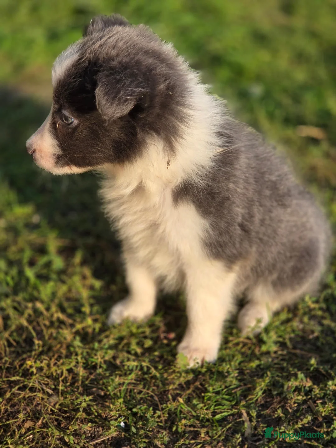 Border Collie honden te koop: Prachtige Lilac en Blue border collie pups - Advertentie 1