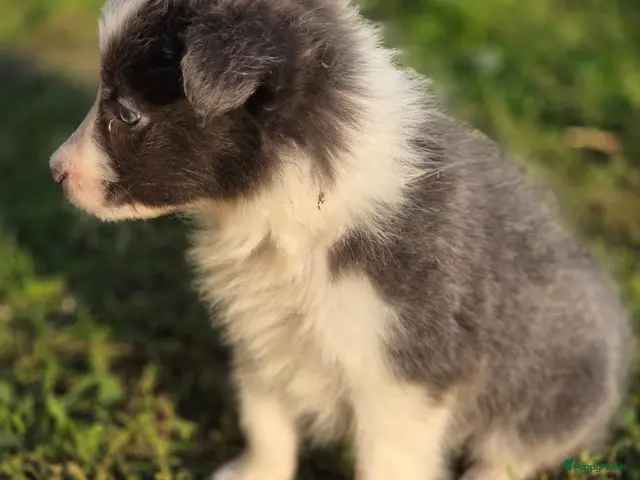 Border Collie honden te koop: Prachtige Lilac en Blue border collie pups - Advertentie 1