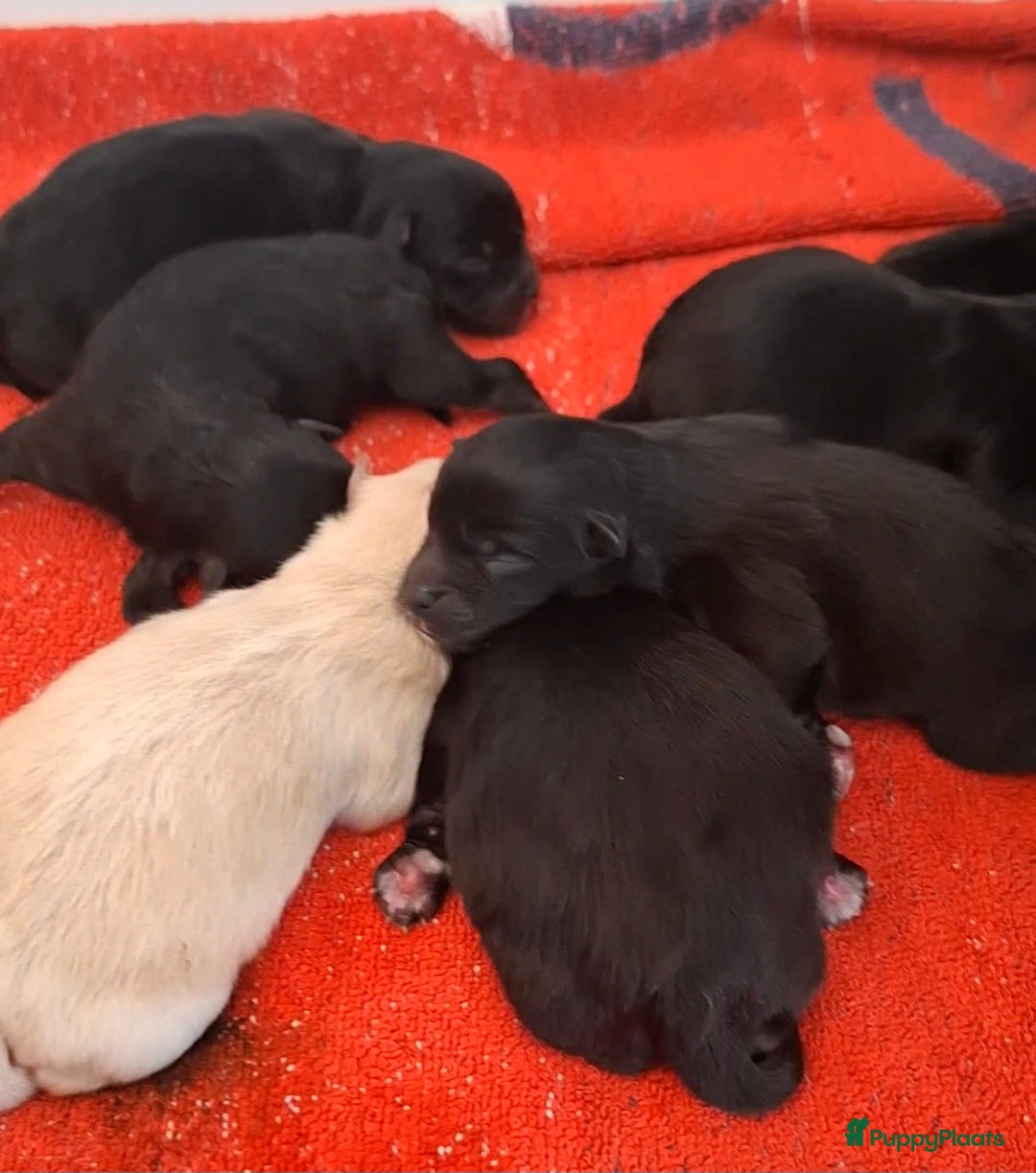 Pomeriaan honden Nog 2 zwarte pomeriaan/dwergkees reutjes - Advertentie 1