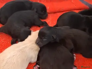 Pomeriaan honden Nog 2 zwarte pomeriaan/dwergkees reutjes - Advertentie 1