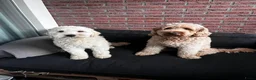 Kruising honden te koop: Labradoodle x Goldendoodle pups - Advertentie 17