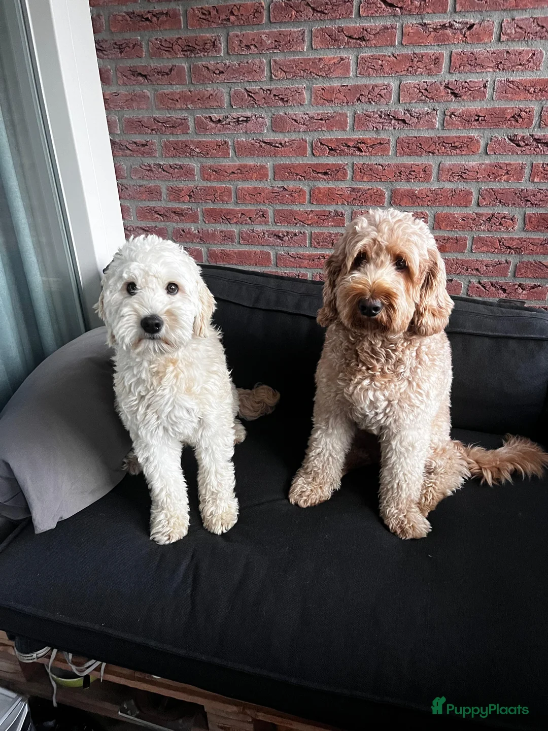 Kruising honden te koop: Labradoodle x Goldendoodle pups - Advertentie 17