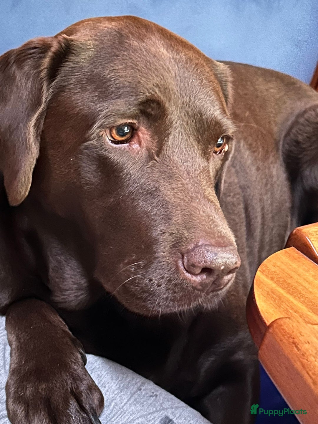 Labrador Retriever honden te koop: Labrador Retriever Pups - Advertentie 35