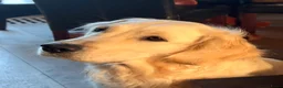Kruising honden te koop: 🐾 Vier Prachtige Australische Retriever Teefjes - Advertentie 3
