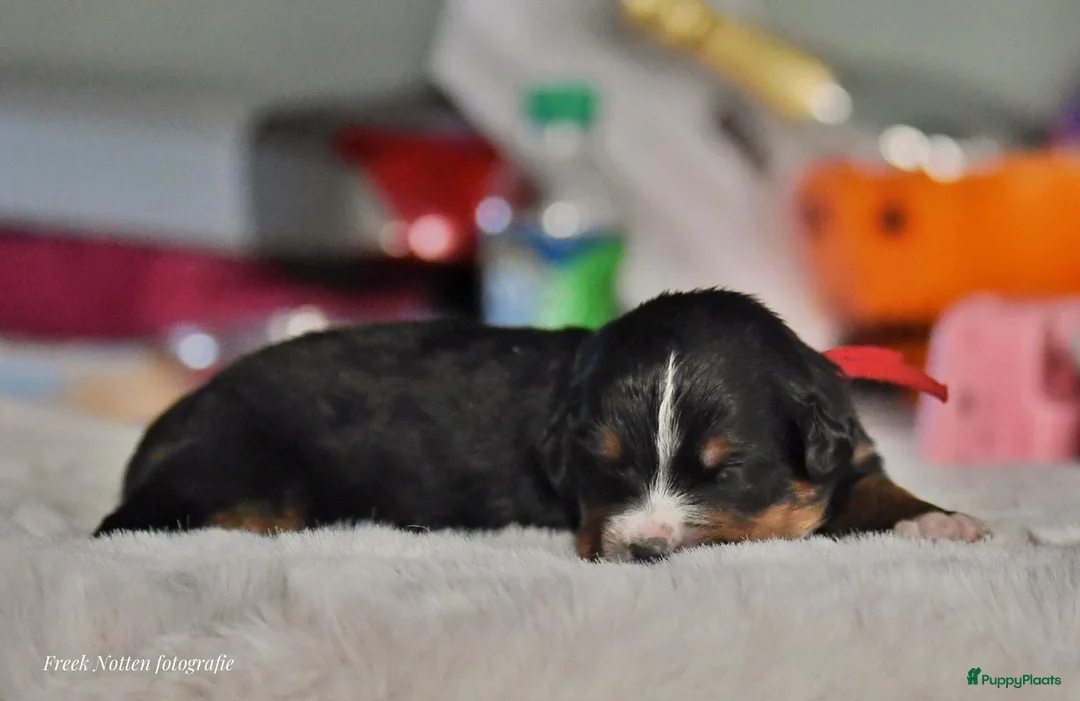 Berner Sennenhond honden te koop: Mooie Bernerpups - Advertentie 13