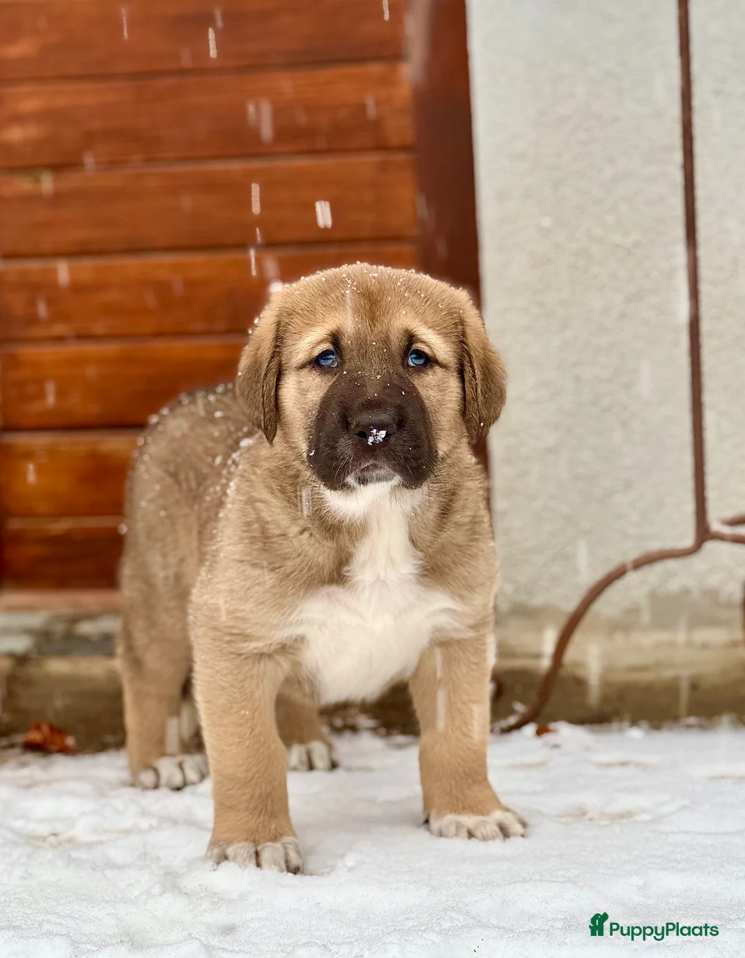 Alabai honden te koop: Prachtige Alabai - Central Asian Ovcharka teef  - Advertentie 5