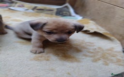 Kruising honden te koop: Jack Russell terriër kruising met pomeriaan reu in Eemnes - Afbeelding 8