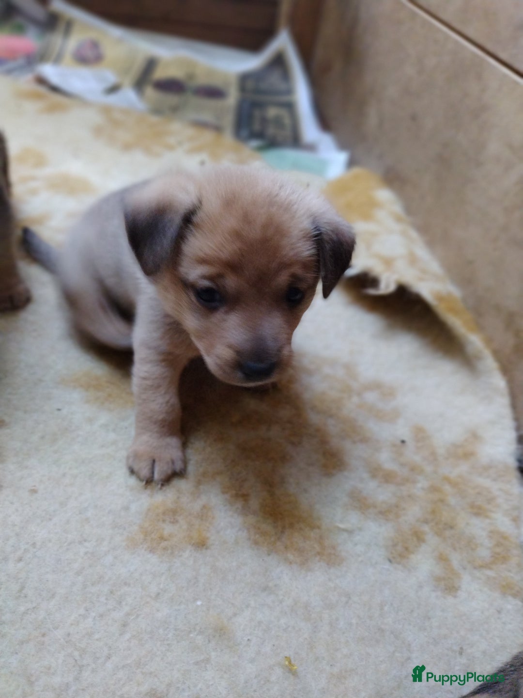Kruising honden te koop: Jack Russell terriër kruising met pomeriaan reu in Eemnes - Afbeelding 8