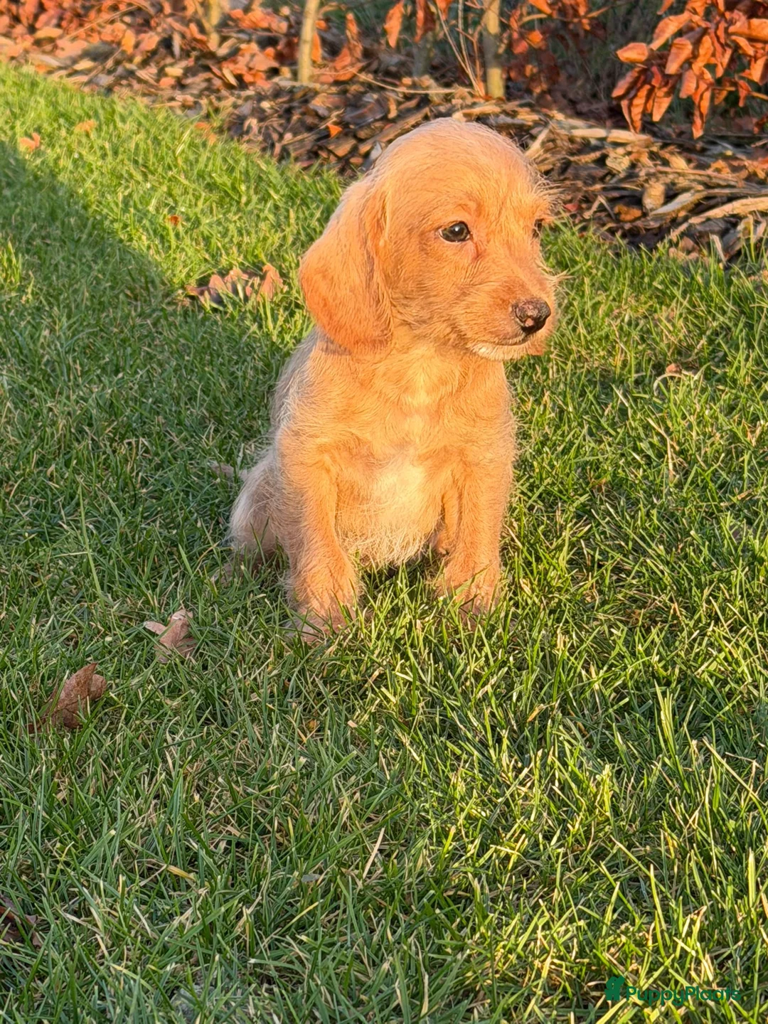 Maltipoo honden te koop: Leuke maltipoo pups  - Advertentie 8