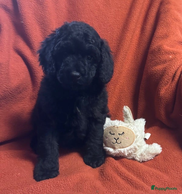 Australian Labradoodle honden te koop Australian labradoodles - Advertentie 1