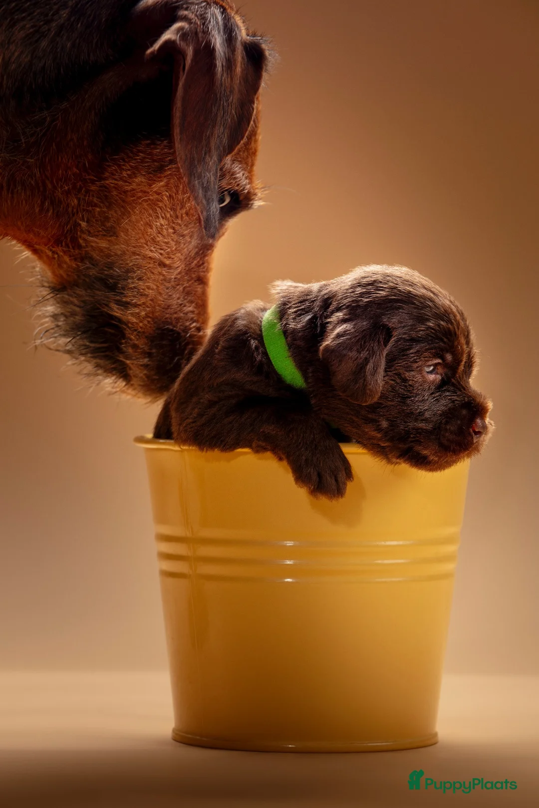 Kruising honden te koop: Labradoodle mix pups  - Advertentie 1