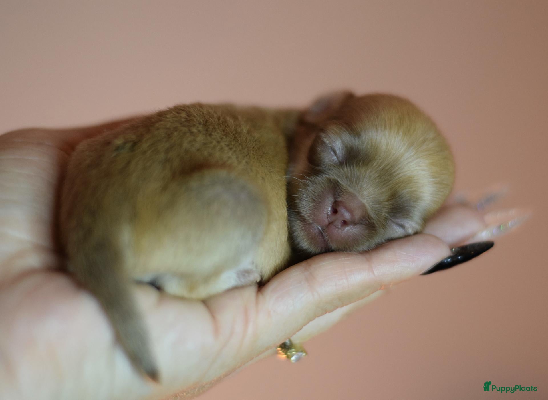 Chihuahua honden FCI stamboom Chihuahua pups  - Advertentie 15
