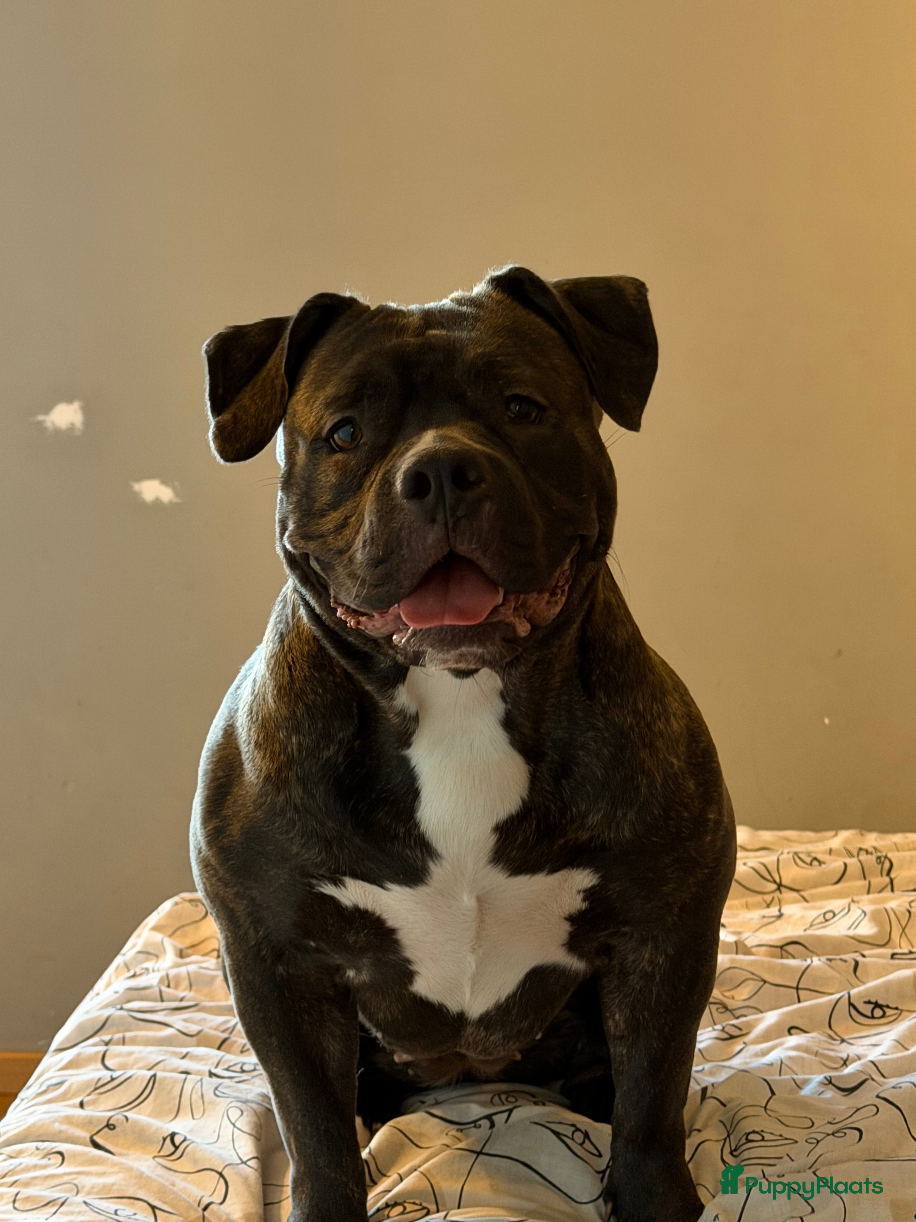 Amerikaanse Bully honden American Bully - Advertentie 1