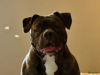 Amerikaanse Bully honden American Bully - Advertentie 1