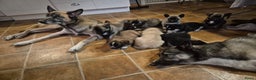 Kruising honden te koop: Prachtige Husky x Mechelse herder kruising pups - Advertentie 12