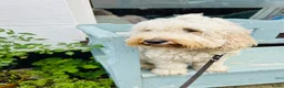 Kruising honden te koop: Cockapoo x doodle pups zoeken de liefste baasjes in Naaldwijk - Advertentie 15