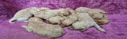 Cockapoo honden te koop: Cockapoo pupjes kleine maat - Advertentie 5