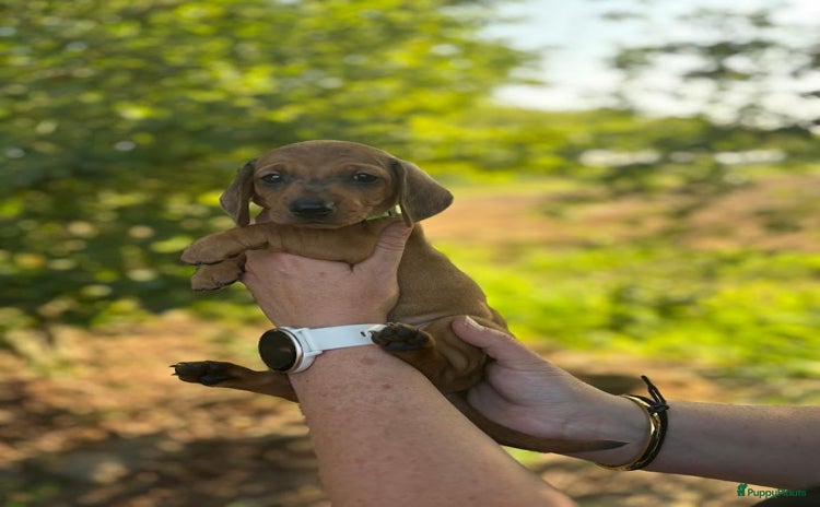 Teckel (korthaar)  honden - Advertentie 2