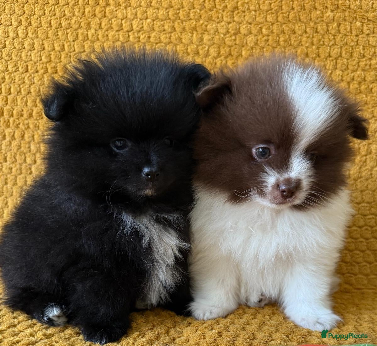 Pomeriaan honden Prachtige pomeranian pups met een mega vacht - Advertentie 3