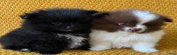 Pomeriaan honden te koop: Prachtige pomeranian pups met een mega vacht - Advertentie 1