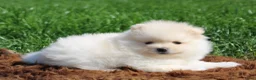 Pomeriaan honden te koop: Pomeriaan pups - Advertentie 5