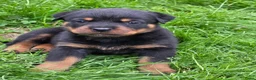 Rottweiler honden te koop: Prachtig mooie Rotweiler pups te koop! - Advertentie 3