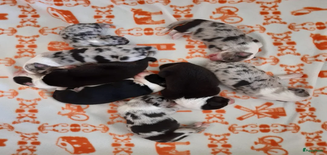 Galerij afbeelding {{count}}