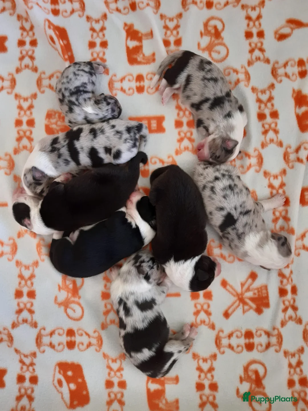 Galerij afbeelding {{count}}