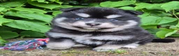 Kruising honden te koop: Pomsky x shiba inu (1/4) pups - Advertentie 5