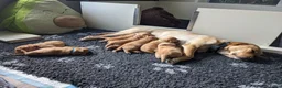 Labrador Retriever honden te koop: Labrador Retriever pups - blond en red fox - Advertentie 24