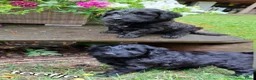 Labradoodle honden te koop: Labradoodle pups in 't Harde - Advertentie 14