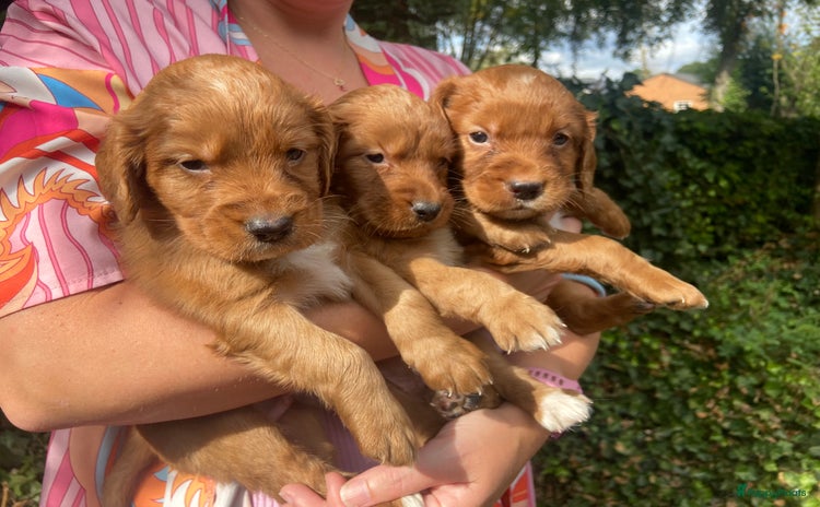 Kruising honden - Advertentie 3