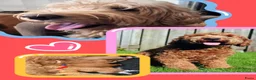 Australian Labradoodle honden te koop: Labradoodle pups verwachtte grootte 44 cm in Rijssen - Advertentie 3