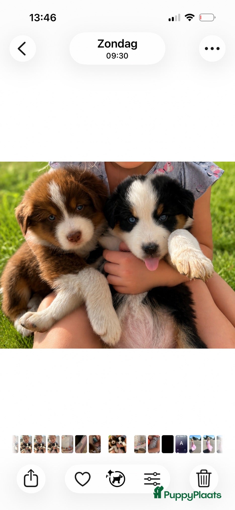 Australian Shepherd honden Aussies pups zoeken een gouden mandje  - Advertentie 10