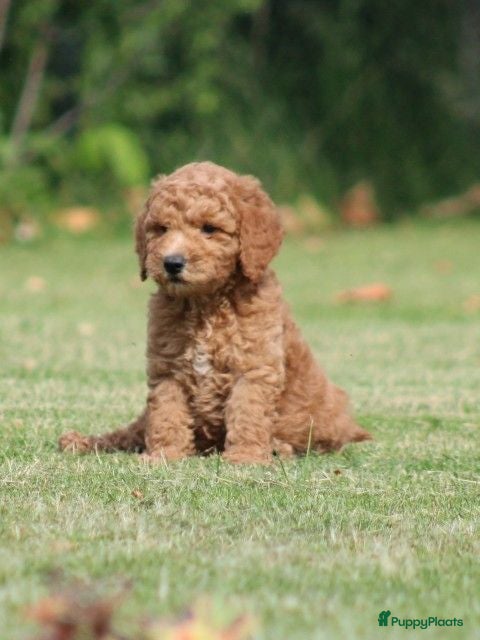Goldendoodle honden Mooie Goldendoodle pups - Advertentie 1