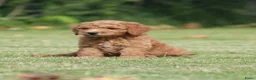 Goldendoodle honden te koop: Mooie Goldendoodle pups - Advertentie 1