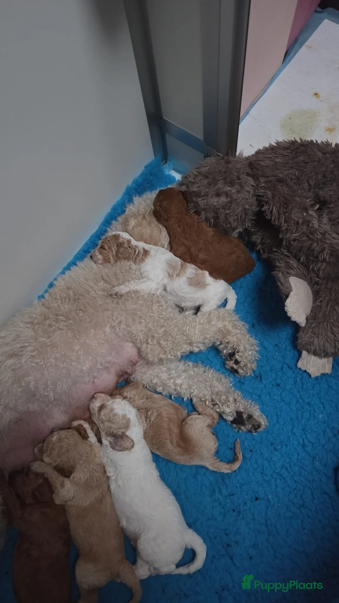 Cockapoo honden te koop: Hele mooie cockapoo pupjes - Advertentie 19