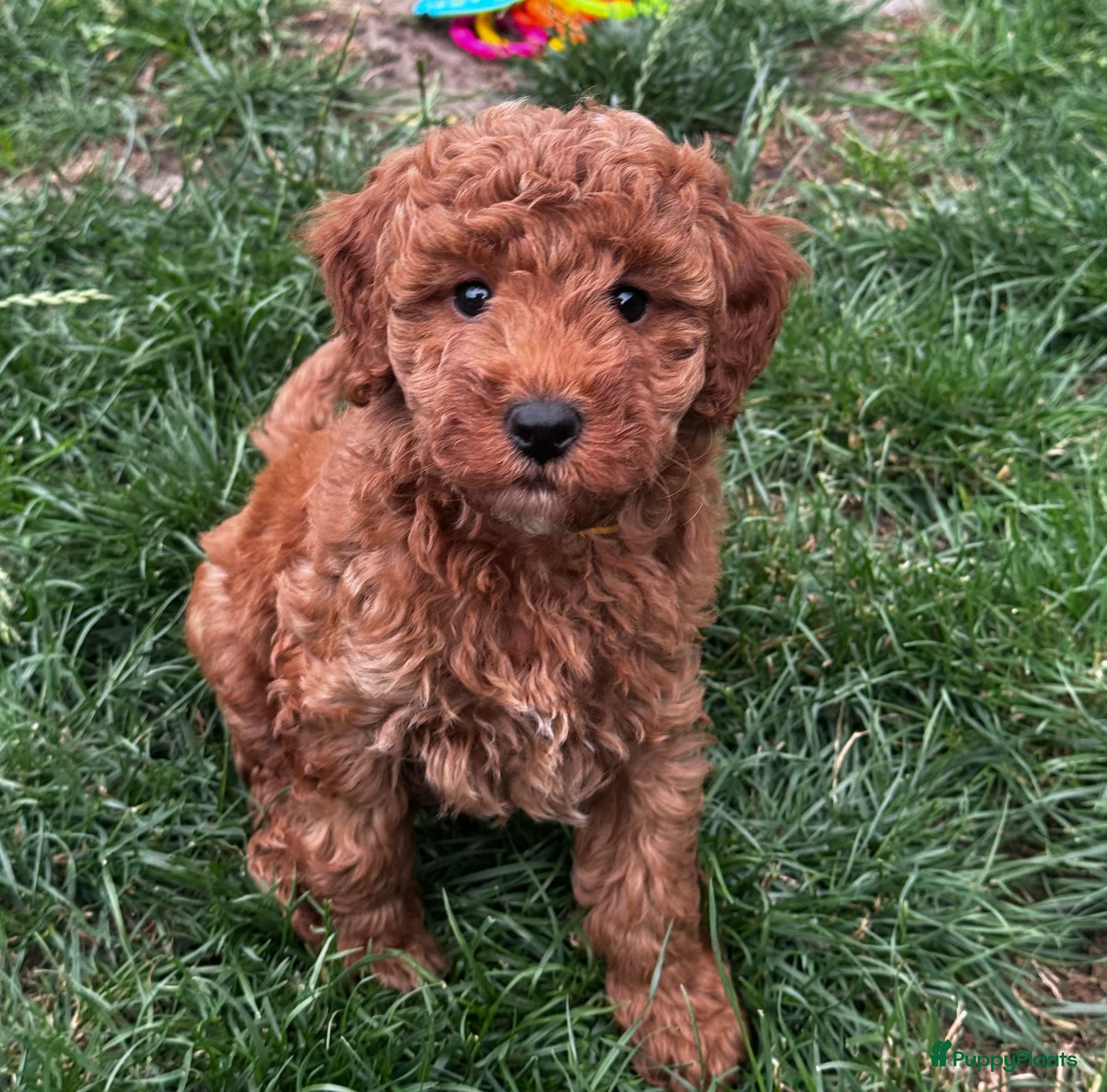 Maltipoo honden Maltipoo puppy's te koop - Advertentie 1