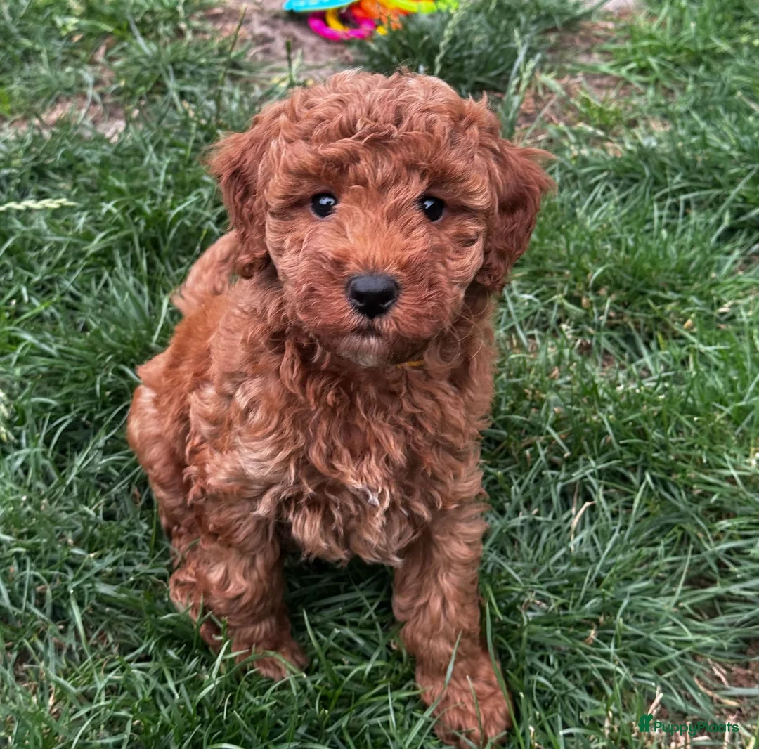 Maltipoo honden te koop: Maltipoo puppy's te koop - Advertentie 1