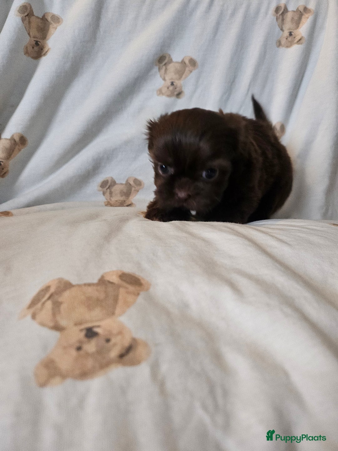 Shih Tzu honden te koop: Laatste Mooie shih tzu reutje - Advertentie 6