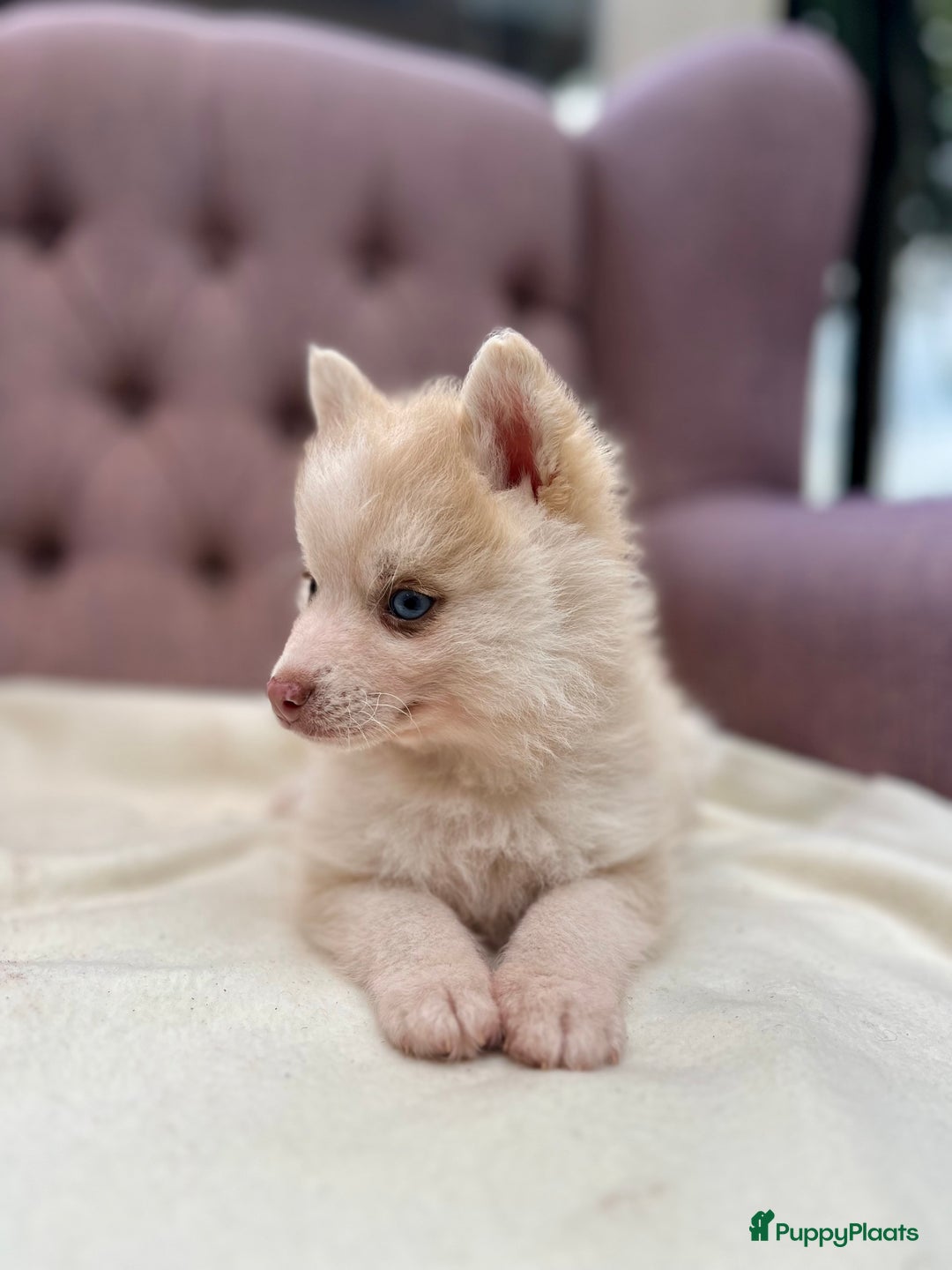 Pomsky honden te koop: Super mooie Pomsky puppy’s  - Afbeelding 11