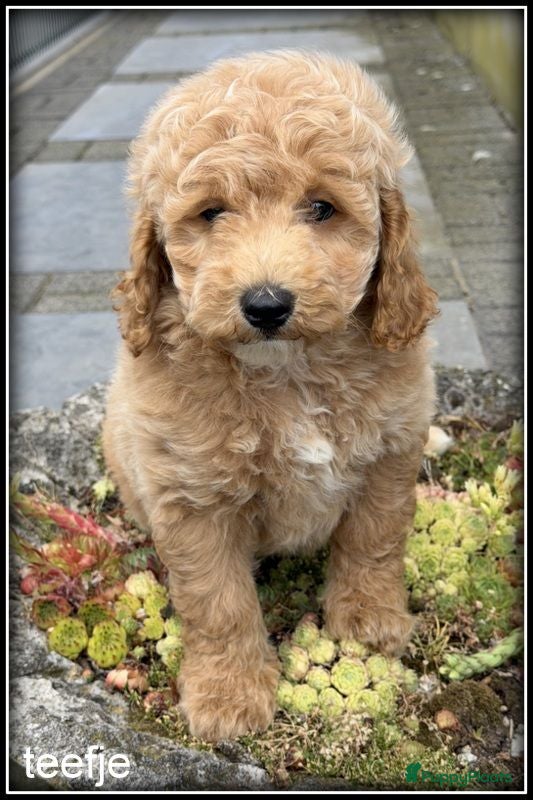 Labradoodle honden Labradoodle pups +/- 45 cm - Advertentie 1
