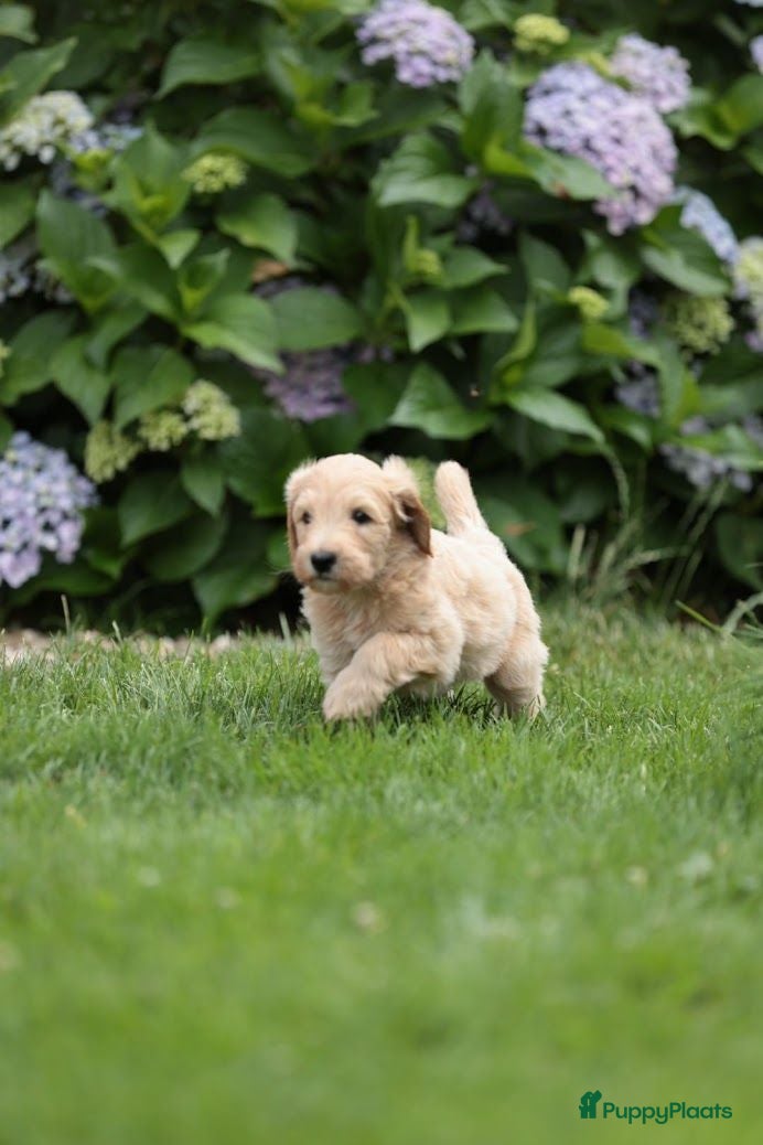 Kruising honden  Goldendoodles, medium - Advertentie 1