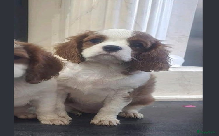 Cavalier King Charles Spaniel honden - Advertentie 8