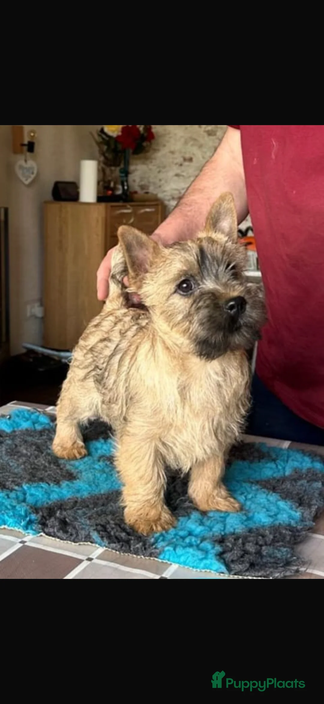 Cairn Terriër honden te koop: Te koop cairn terriër pups in Hengelo - Advertentie 1