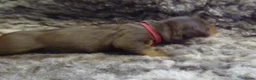 Ruwhaar Teckel honden te koop: Prachtige Standaard Ruwhaar Teckelpuppy’s ,  - Advertentie 13