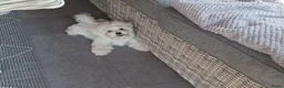 Maltezer honden te koop: Maltezer leeuwtje. Reu. Mei'26. Rasecht - Advertentie 3