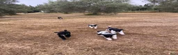 Poedel honden te koop: Prachtig mooie koningspoedel pups! - Advertentie 6