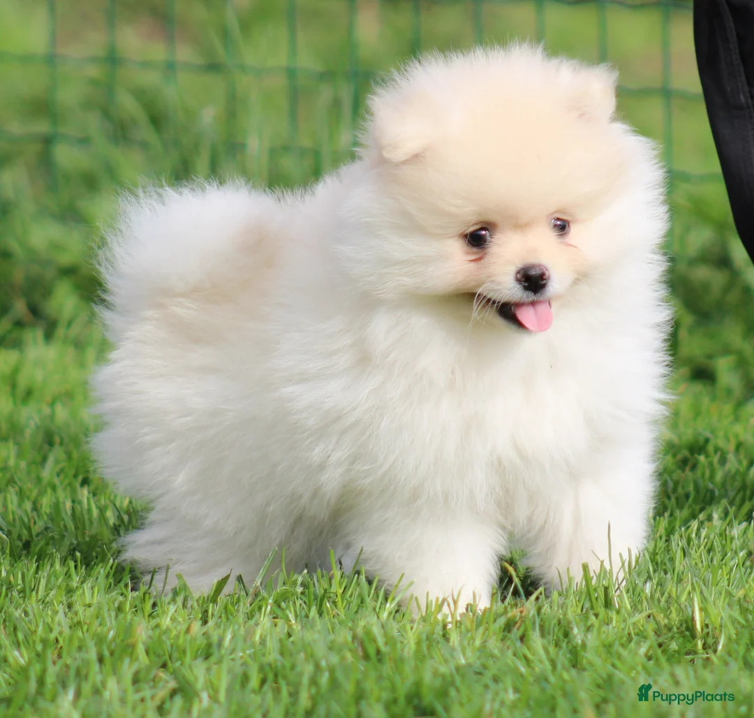 Pomeriaan honden te koop: Pomeriaan pups - Advertentie 2