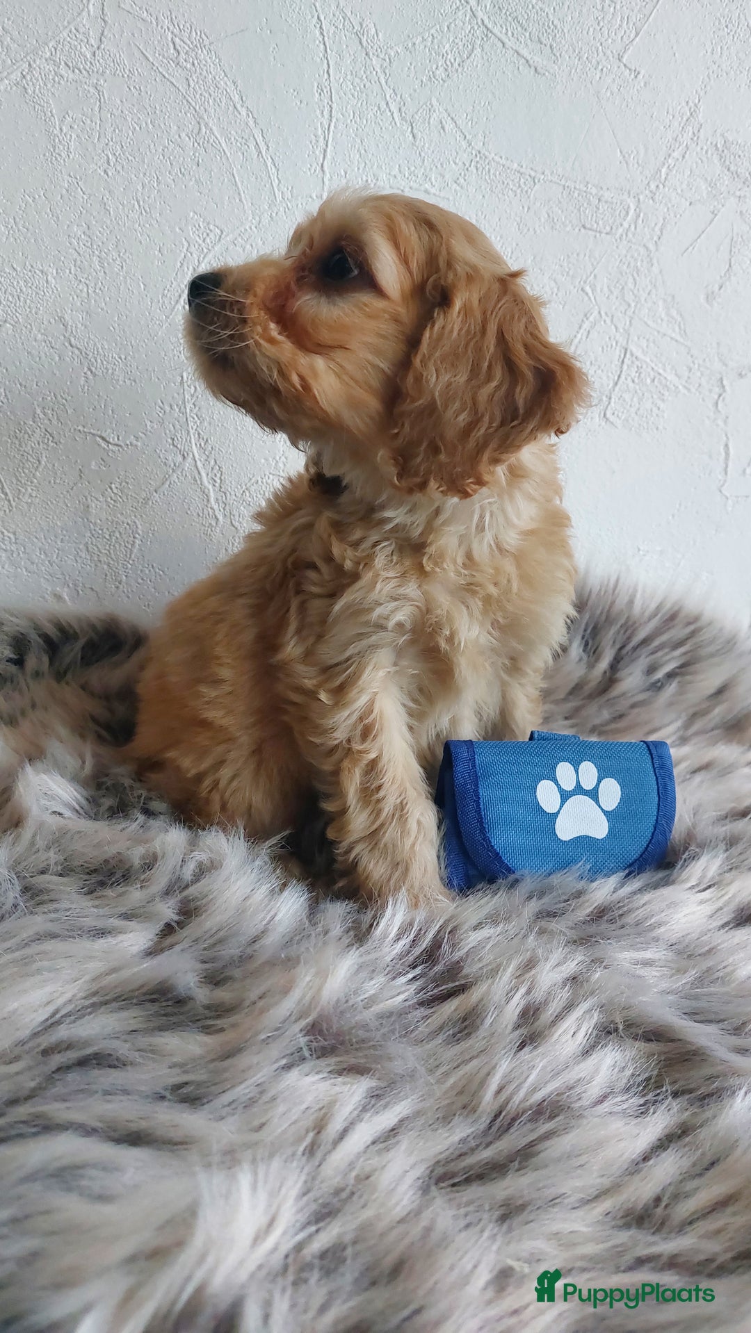 Cockapoo honden te koop: Cockapoo's F1 pups prachtige Reutjes. - Advertentie 4